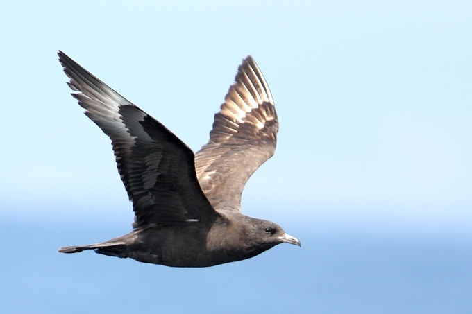 Pomarine Jaeger